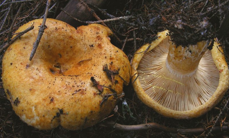 Lactarius da determinare